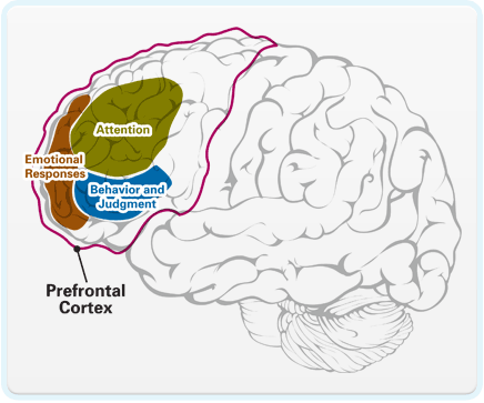 pref cortex